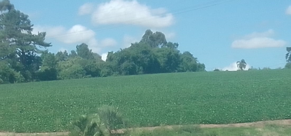 Soja e trigo hoje: confira as cotações para esta segunda-feira (20)