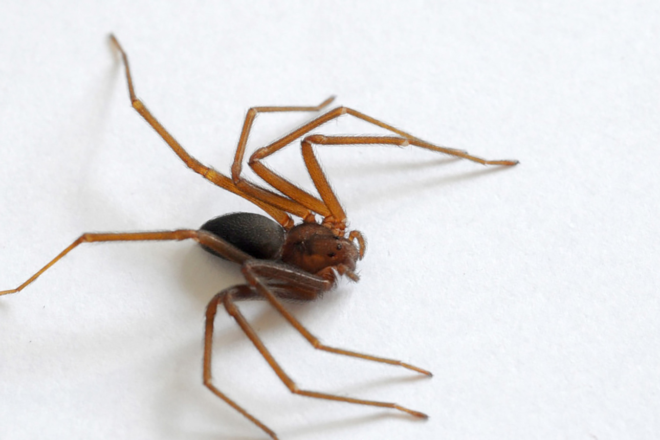 Após aumento de ocorrências, Saúde alerta para cuidados com animais peçonhentos