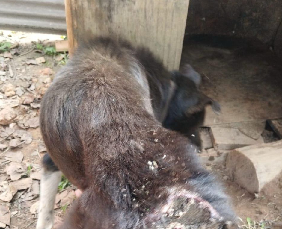 Polícia Civil indicia mulher por maus-tratos a animais em Mafra