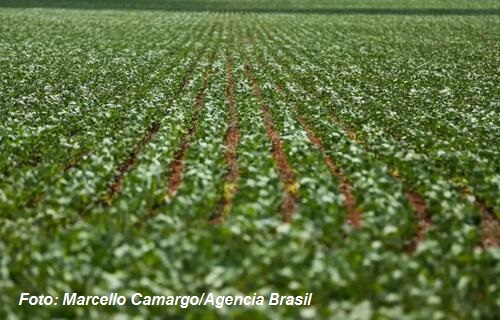 Soja mantém tendência de queda no preço, nesta segunda-feira (20)