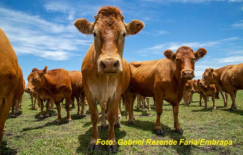 Mercado: Boi, frango e suíno